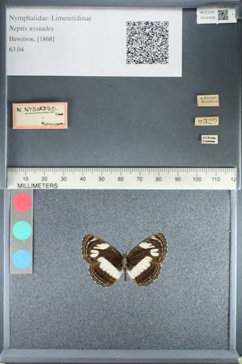 Media type: image;   Entomology 161696